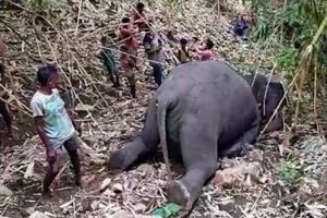 STRADALI OD UDARA GROMA U zaštićenom rezervatu u Indiji pronađeno 18 mrtvih slonova VIDEO