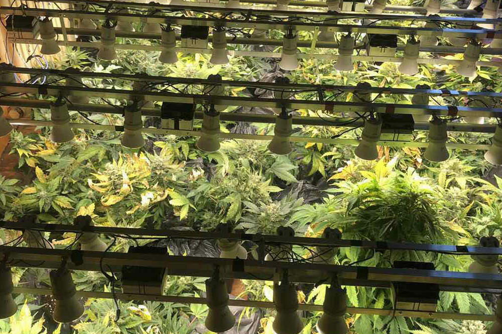 RACIJA U BEOGRADU NA ZVEZDARI: Pronađena laboratorija marihuane, zaplenjeno 70 biljaka (VIDEO)