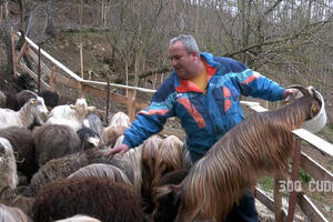 U CARSTVU ŽIVOTINJA! Napustio direktorsko mesto u Vranju, pa se posvetio gajenju autohtonih rasa srpskih životinja