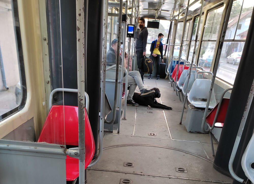 tramvaj, pas u tramvaju