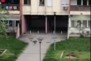 VEROVALI ILI NE, SRNA U BLOKU 70A! Došla na ispašu podno terasa i prozora (VIDEO)