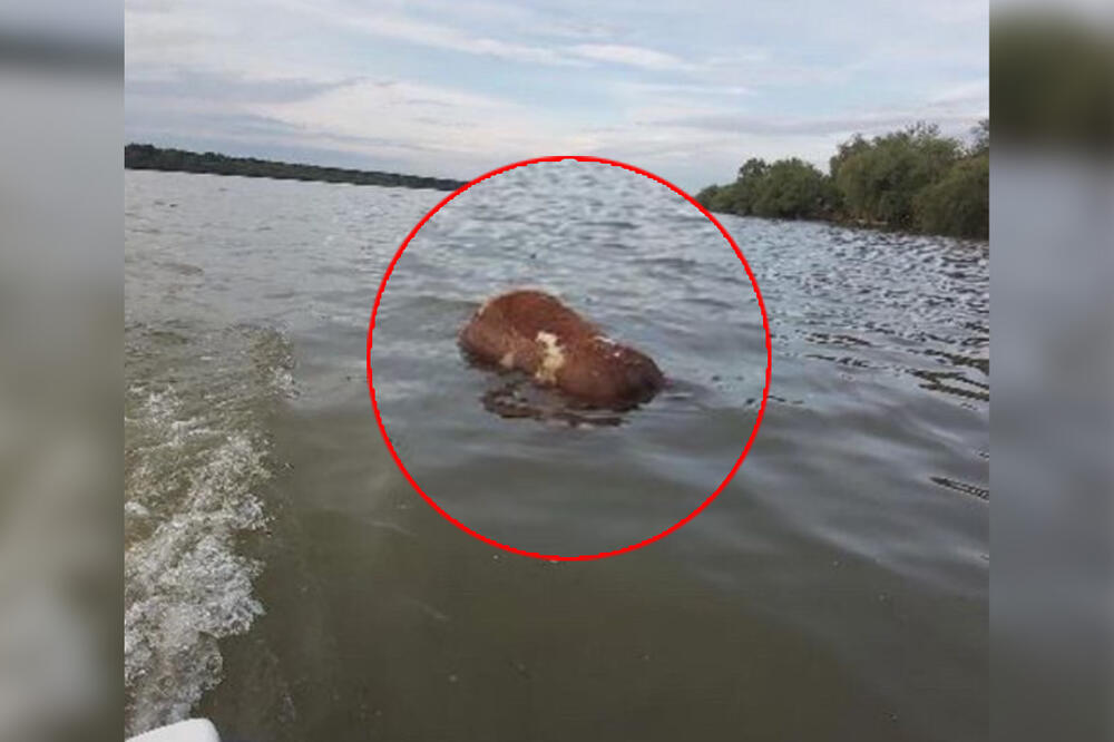 LEŠINA PLUTA DUNAVOM: Pecaroši snimili UŽASAVAJUĆI PRIZOR nadomak Višnjice! DA LI JE MOGUĆE DA SE OVO DEŠAVA U BEOGRADU!? (FOTO)