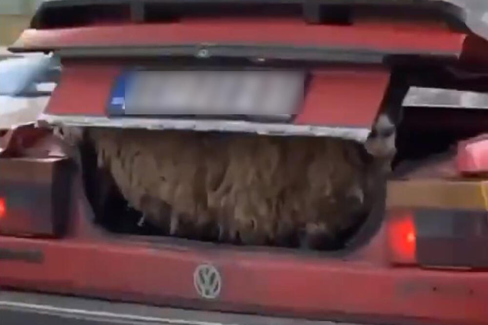 KUDA LI JE VODI?! Na Konjarniku zabeležena nesvakidašnja scena u saobraćaju! Beograđanin rešio da malo PROVOZA OVCU (VIDEO)