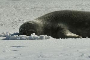 VAŽAN DEO TIMA U istraživanju klimatskih promena na Antarktiku naučnicima pomažu foke!