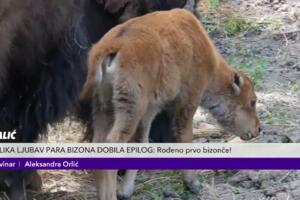 STIGLA PRINOVA U PALIĆKI ZOO-VRT! Bizoni se toliko navikli na veštačke uslove da su napravili BEBU Akalu