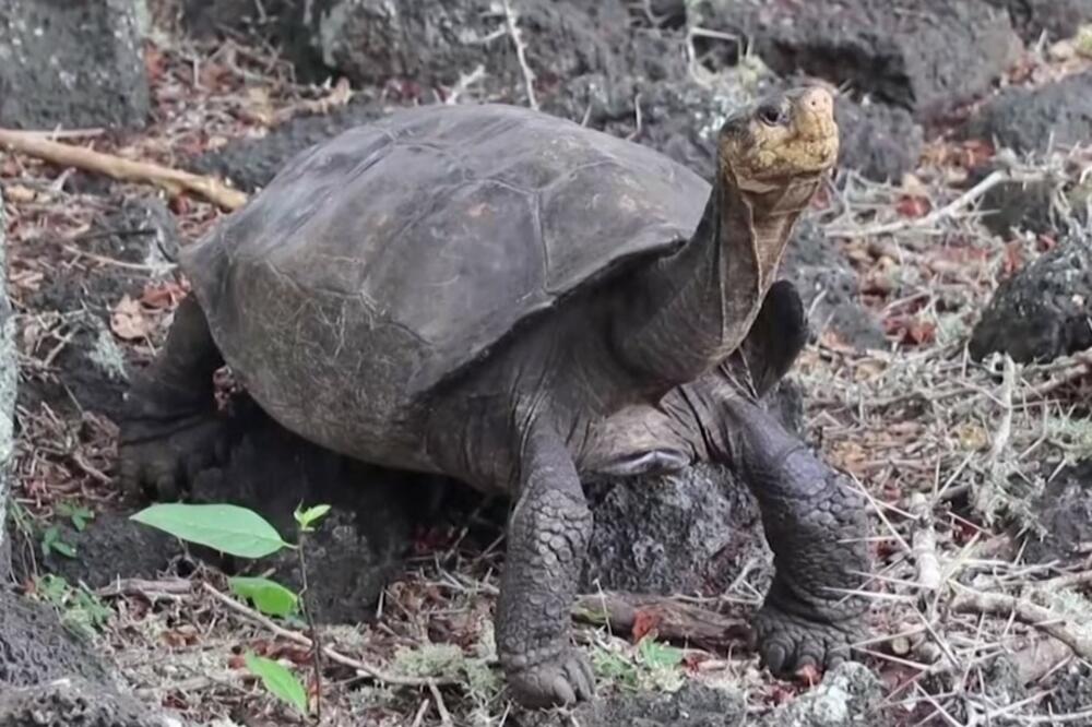 VEROVALI DA JE IZUMRLA PRE VIŠE OD JEDNOG VEKA: Na Galapagosu nađena džinovska kornjača koja je zadnji put viđena 1906. godine!
