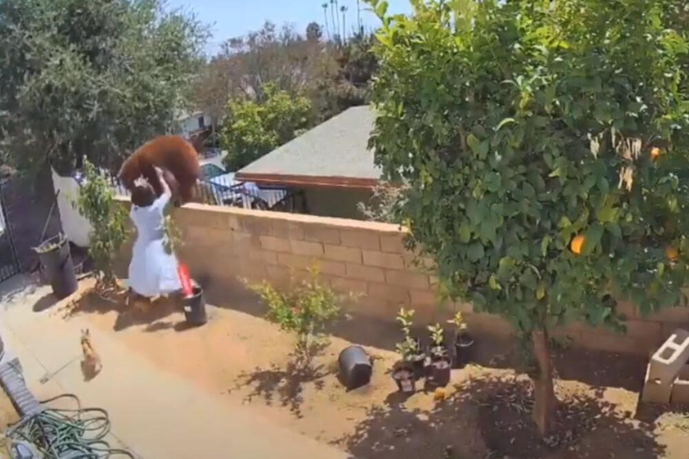 BEŽI IZ MOG DVORIŠTA! Bizaran trenutak kada je žena gurnula medvedicu sa zida svoje bašte kako bi odbranila pse VIDEO