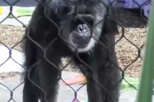 PREMINUO U 63. GODINI: Umro najstariji šimpanza u zoo-vrtovima Severne Amerike VIDEO