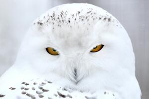 KREMLJ IMA NOVOG ZAŠTITNIKA Polarna sova Buran štiti ruski kompleks od vrana