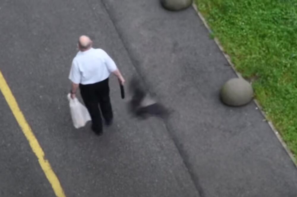 ZAGREB POD OPSADOM: Vrane ponovo napadaju, nova žrtva gospodin kome ni kišobran nije pomogao VIDEO