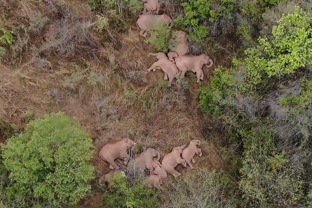 ODISEJA DUGA 15 MESECI I 500 KM Krdo slonova krenulo na put prošle godine, izazvalo milionsku štetu a stali da se odmore VIDEO