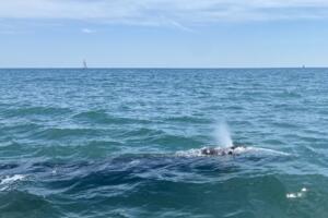 KAO DA STE VIDELI POLARNOG MEDVEDA U PARIZU: Sivi kit prešao neverovatnih 30.000 kilometara i postao svetski rekorder VIDEO