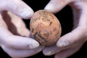 OSTALO NETAKNUTO 1.000 GODINA: Izraelski naučnici pronašli kokošje jaje u drevnoj septičkoj jami FOTO