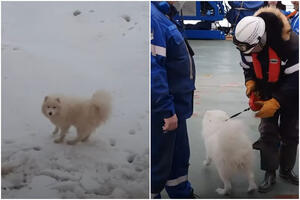 IMAO JE SREĆE Posada ruskog ledolomca spasila psa koji je lutao ledenim Arktikom FOTO, VIDEO
