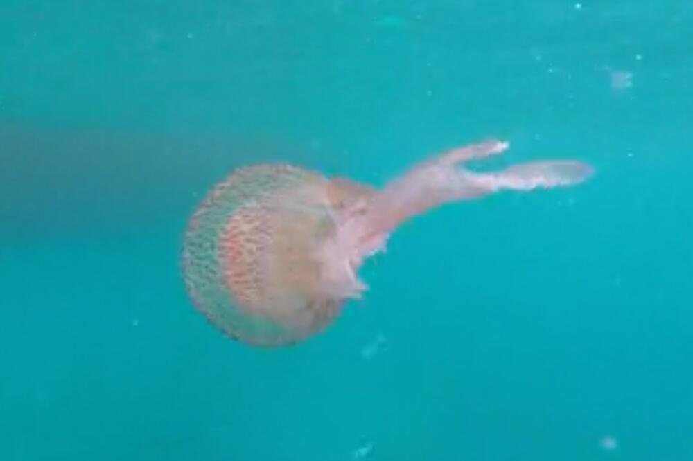 MALA ALI OPAKA: U Jadranu uočena meduza morska mesečina, njen dodir uništava kožu