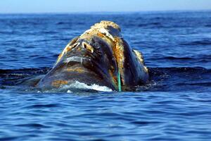 SKUPILI SE: Jedna od najugroženijih vrsta kitova smanjila se za metar, naučnici ne znaju zašto