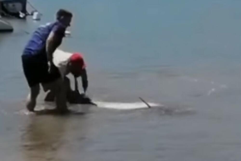 DELFIN SE NASUKAO U VELOJ LUCI: Verovatno se izgubio, ribari ga spasli VIDEO