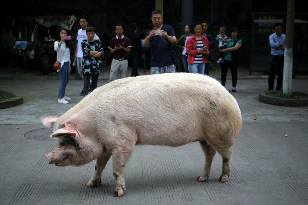 ODLAZAK NACIONALNE IKONE: Tvrdoglava svinja koja je preživela više od mesec dana pod ruševinama, uginula u dubokoj starosti