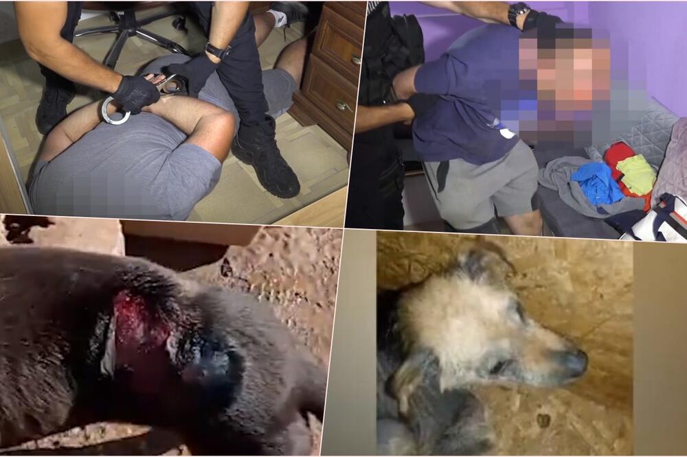 VELIKA NOĆNA AKCIJA UKP: Uhapšen Kragujevčanin, namerno ubijao, mučio i zlostavljao pse u prihvatilištu UŽASNE SCENE (18+ VIDEO)