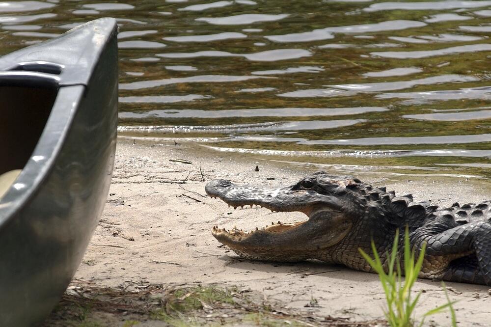 ALIGATOR 6 MESECI BIO ZAGLAVLJEN U CEVI: Meštani primetili kako čeljust viri iz rešetke STRUČNJACI NISU VIDELI NIŠTA SLIČNO (FOTO)