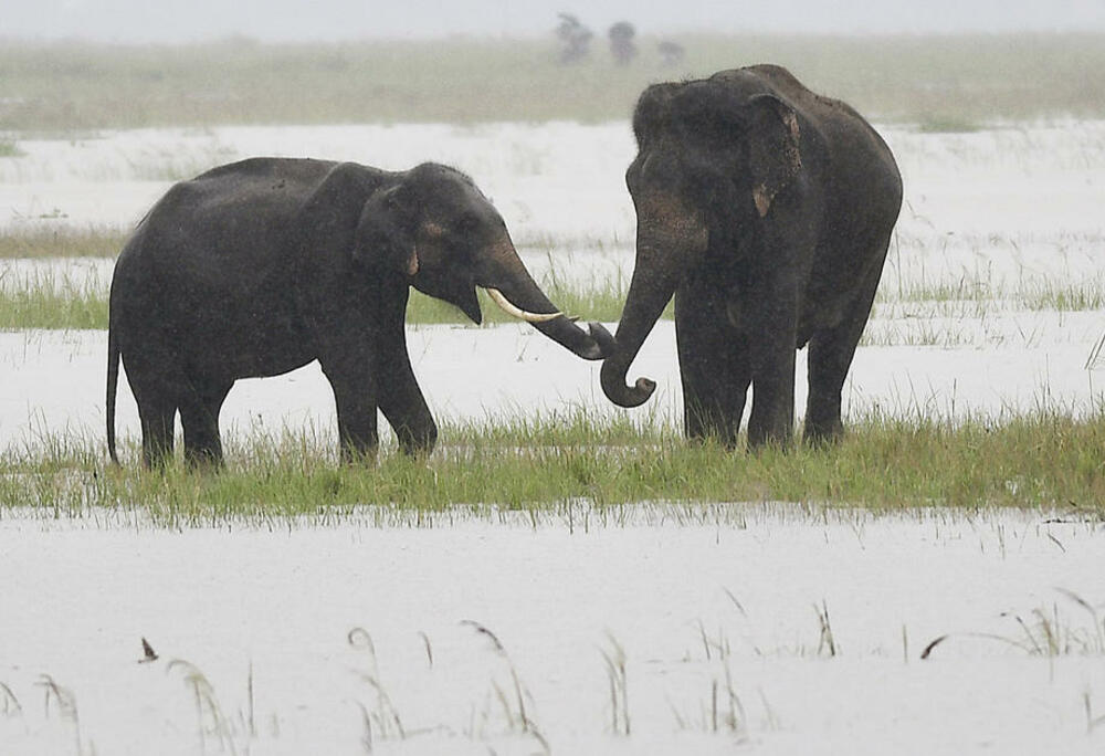 Indija, slon, slonovi
