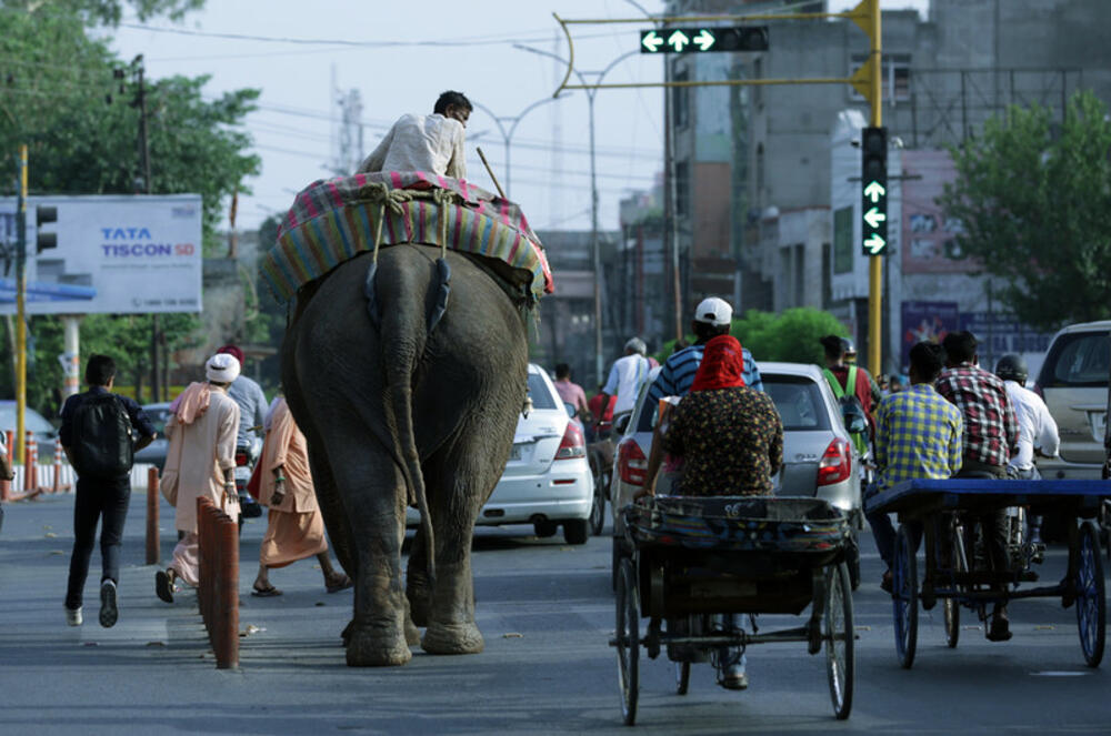 slon, Indija