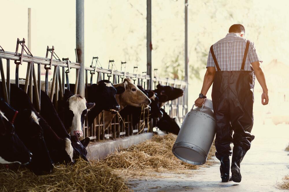 OČAJNI: Mlekari traže poskupljenje mleka sa 30 na 56 dinara u otkupu