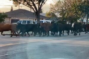 ŽELJA ZA ŽIVOTOM I SLOBODOM: 40 krava pobeglo iz klanice! Ulice Los Anđelesa se pretvorile u rodeo! VIDEO