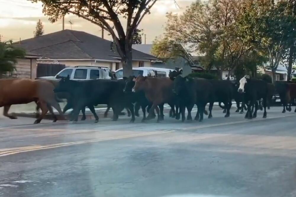 ŽELJA ZA ŽIVOTOM I SLOBODOM: 40 krava pobeglo iz klanice! Ulice Los Anđelesa se pretvorile u rodeo! VIDEO