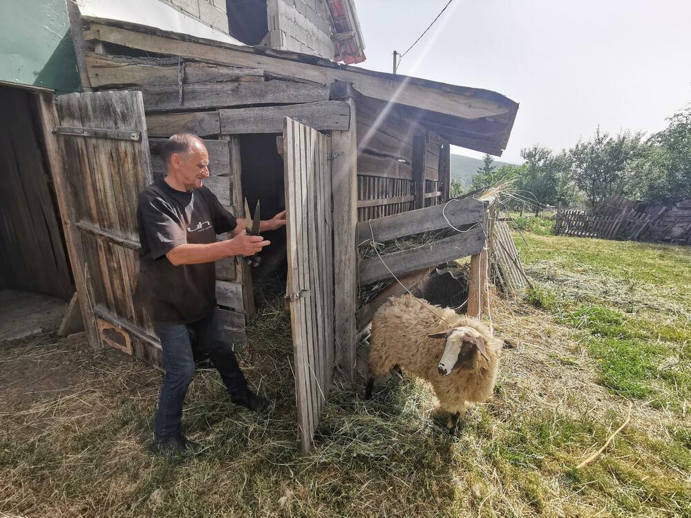 šišanje ovaca, 1000 evra plata