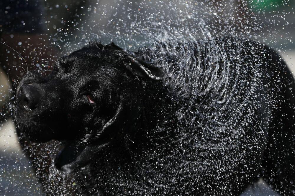 HEROJSKI PODVIG TINEJDŽERA U SMEDEREVU: Skočili u jezero da spasu napuštenog psa koji se davio