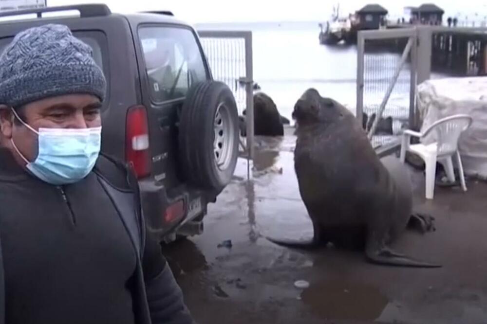 BEŽI KUGO JEDNA! Morski lav upao na intervju o morskim lavovima VIDEO