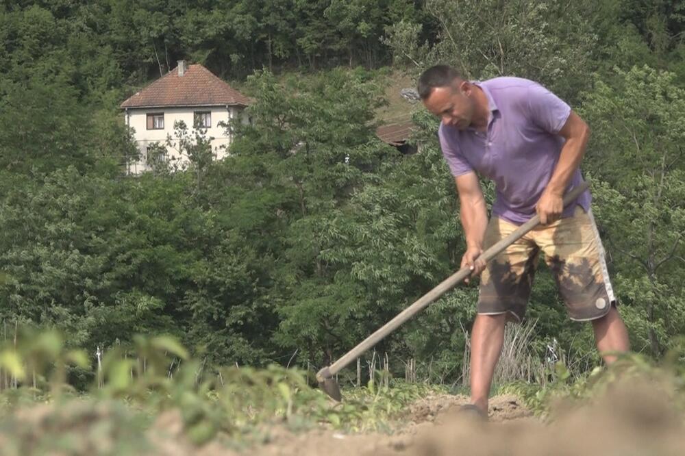 ON JE KRALJ PAPRIKE: Njegoš je od 3 ujutru u njivi, a njegovi plodovi prodaju se širom Evrope (FOTO)