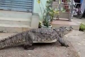 PROTEGAO NOGE Krokodil koji je došetao iz reke izazvao paniku u indijskom selu VIDEO