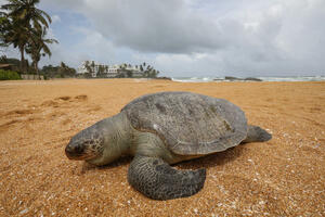 JEZIVI PRIZORI SA ŠRI LANKE More izbacilo na stotine mrtvih kornjača FOTO