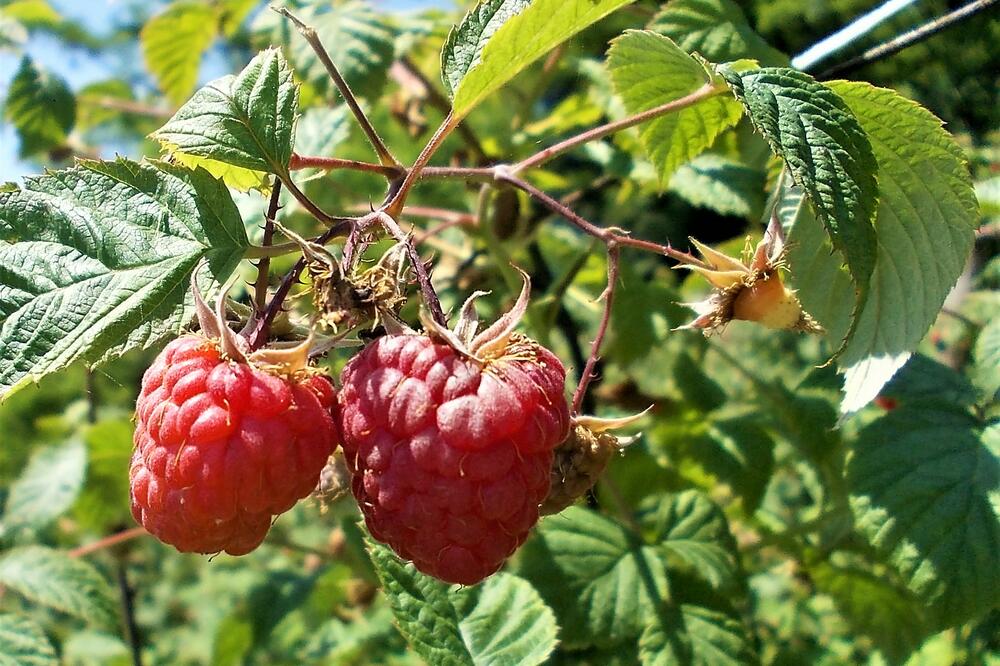 KO NIJE POČUPAO MALINE, NA LETO ĆE DOBRO DA SE OPARI: Kilo malina nikad skuplje, od 600 do 800 dinara! Gazde već pogađaju berače