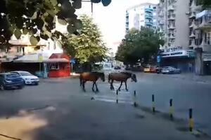 NIŠLIJE JUTROS ŠOKIRAO PRIZOR: Konji slobodno šetali gradom, a onda NESTALI! Ni milicija nije uspela da ih pronađe (VIDEO)