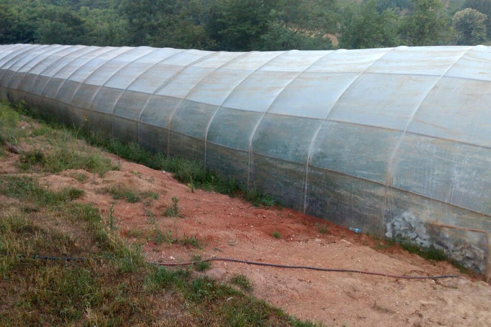 OTKRIVENA PLANTAŽA MARIHUANE KOD ARILJA: U skrivenom plasteniku pronađena profi oprema NAJVEĆA ZAPLENA U UŽIČKOM KRAJU (FOTO)