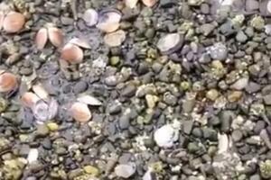 TUŽNE POSLEDICE TOPLOTNOG TALASA U KANADI: Temperature od 50 stepeni bukvalno skuvale školjke u moru