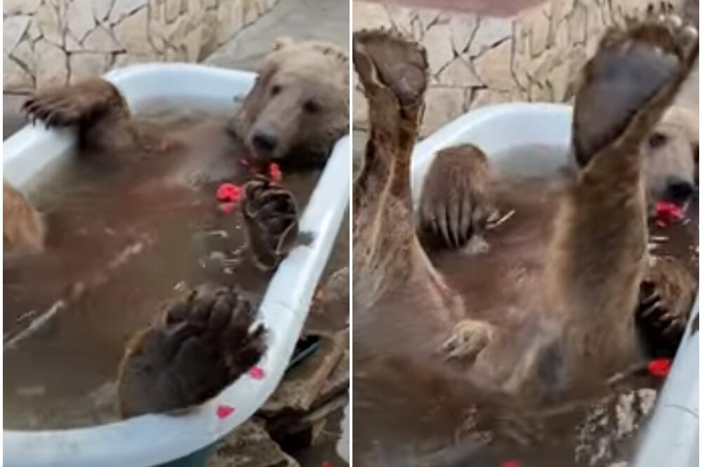 UŽIVANCIJA: Medved Balu zna kako da se opusti posle napornog dana VIDEO