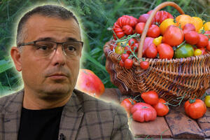 MINISTAR NEDIMOVIĆ: Problem s paradajzom biće rešen za par dana, u ponedeljak idem u Leskovac