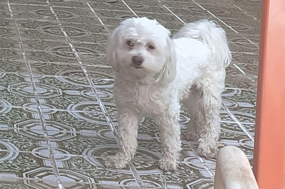 VLASNICI MOLE ZA POMOĆ: U Krčedinu nestao pas maltezer, odaziva se na ime Snupi