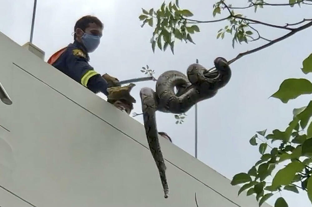 OGROMAN PITON U KROŠNJI IZNAD GLAVA PROLAZNIKA: Presela im šetnja gradom! Jedna od najvećih zmija nađena u parku u Bankoku!
