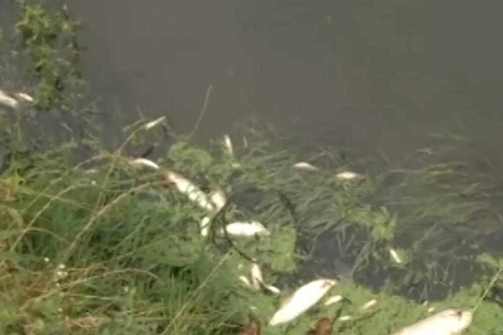 ŠTA JE UZROK TROVANJA RIBE U KOLUBARI: Za vikend uginulo pola tona ribe! Istražni organi pred otkrivanjem mogućeg počinioca