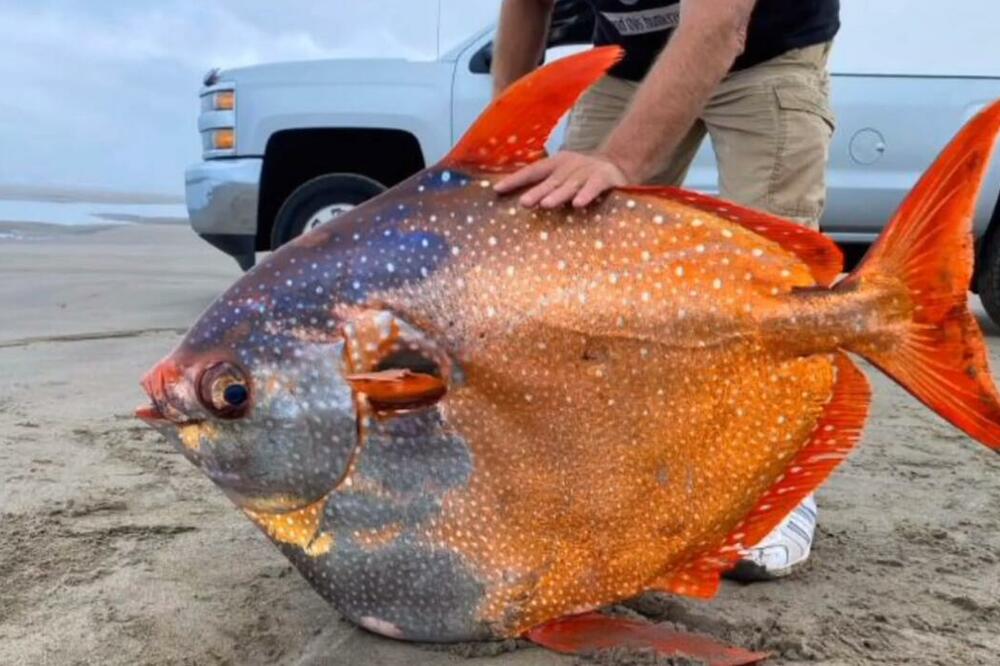 RETKO VIĐEN PRIZOR Na obalu Oregona nasukala se neobična i misteriozna riba, naučnici oduševljeni FOTO