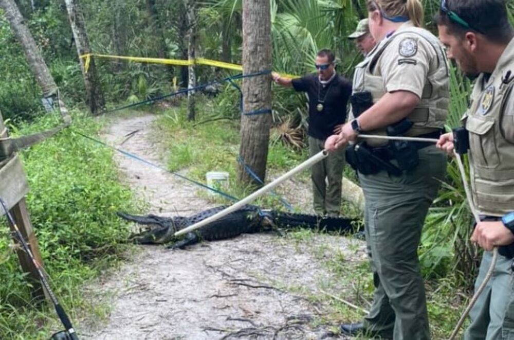 aligator, Florida