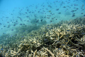 ŽIVOPISNE BOJE ZAMENJENE SABLASNOM BELOM: Veliki koralni greben pogođen četvrtim talasom izbeljivanja