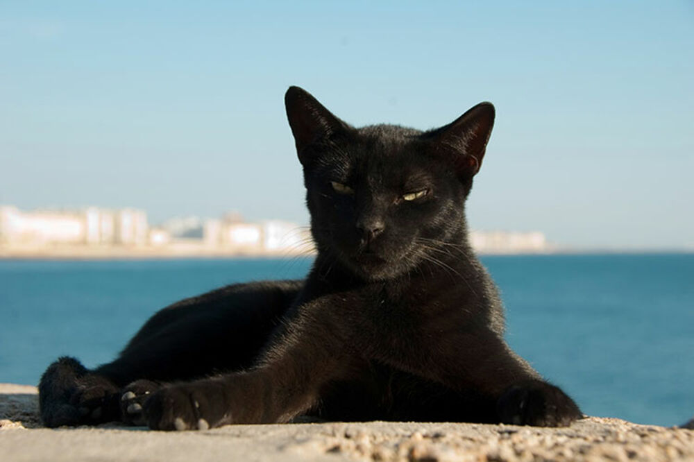 SAZNAJEMO: Još ne znate ko je najbolja mačka na plaži? Pročitajte ovaj tekst i saznajte ko je ona i šta je to letnji Crni Petak!