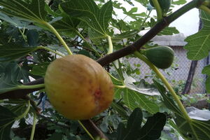 SMOKVA KAPITALKA U VRANJU! Komšije im zaviruju preko plota da vide smokvu koja rađa džin plodove (FOTO)
