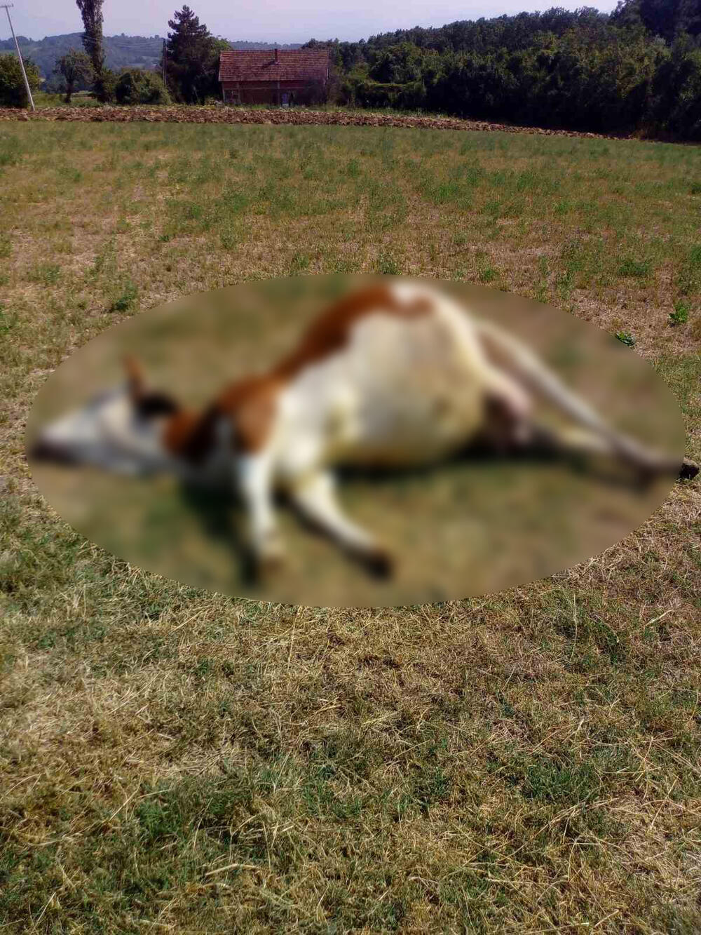 Čačak, uginula krava